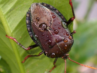 P1265815a.jpg